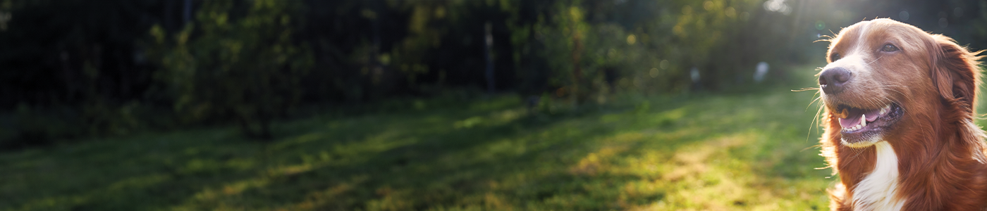 Vetpro Nutritional Products