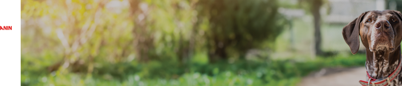 Royal Canin - Dry Dog Food