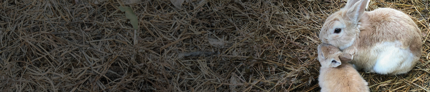Small Animal Bedding