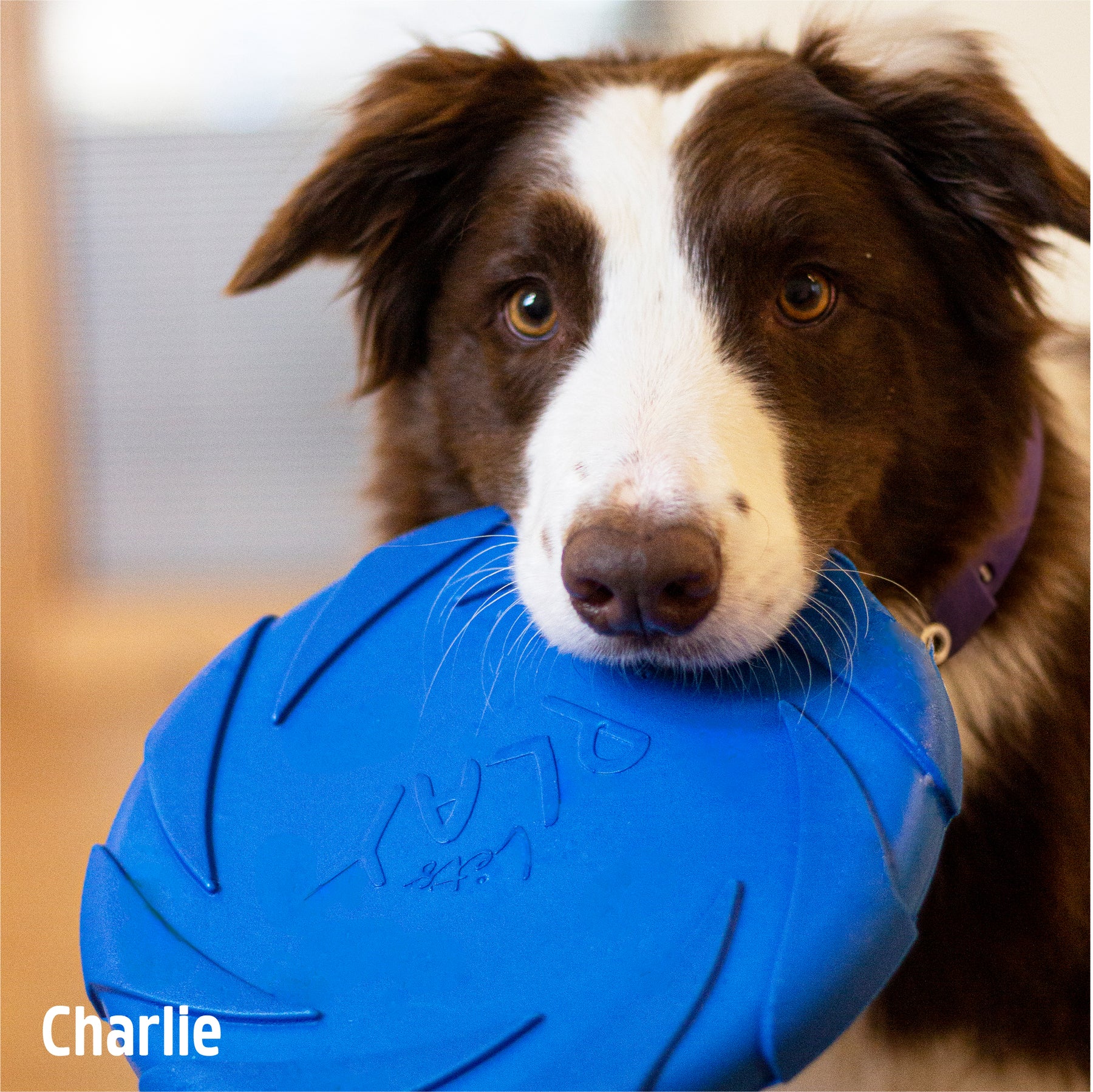 Battersea Foam Frisbee Dog Toy