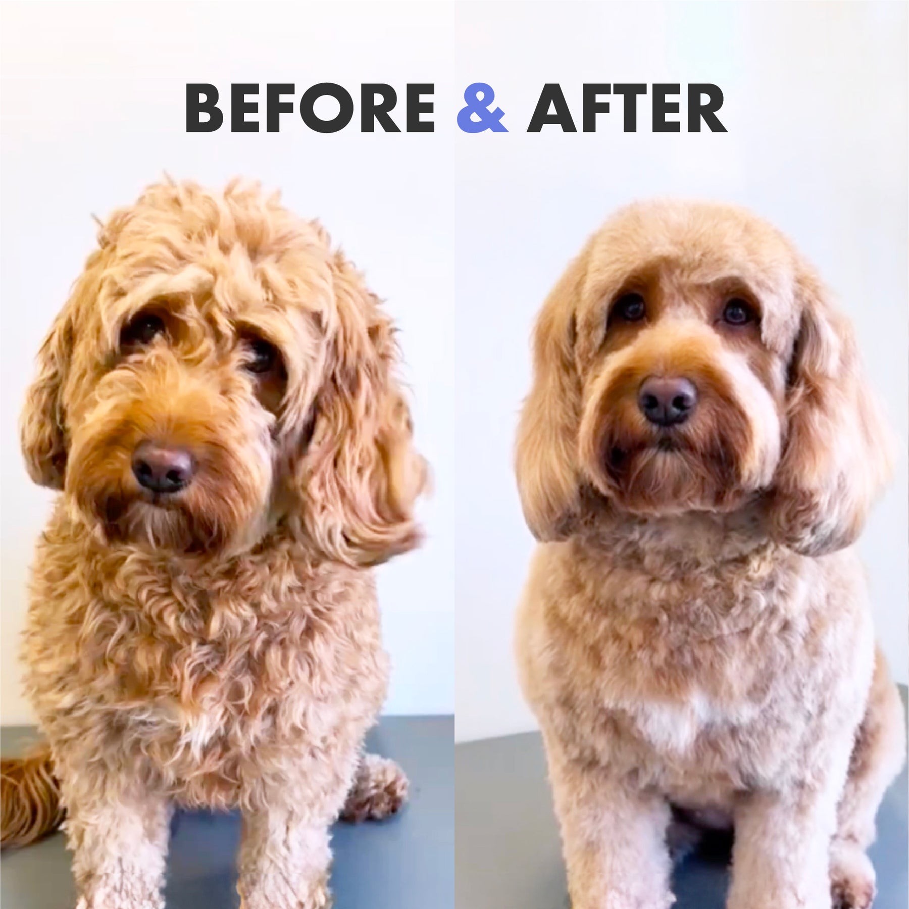 Battersea Volumizing for Curly Coat Dog Shampoo