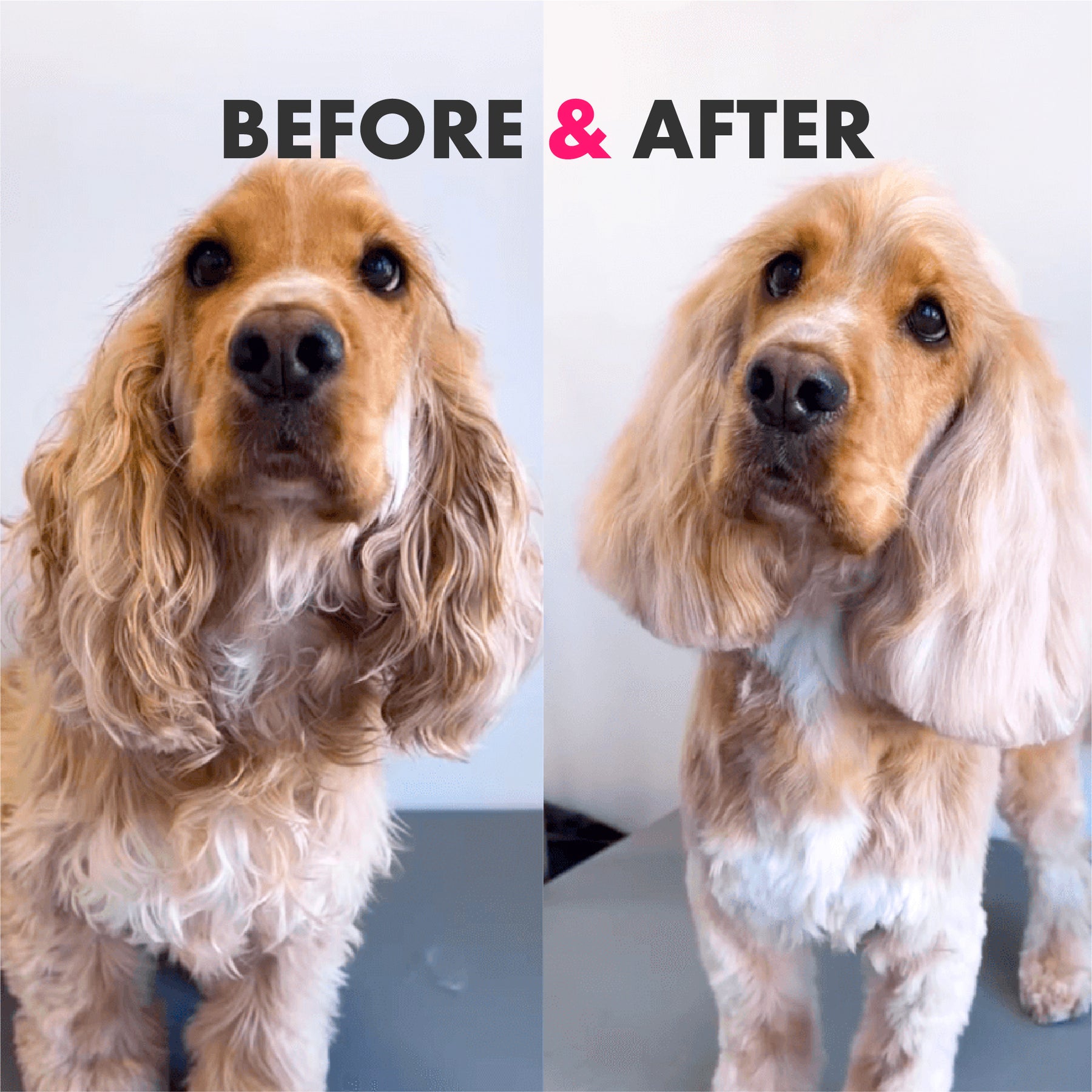 Battersea Detangling for Long Coat Dog Shampoo