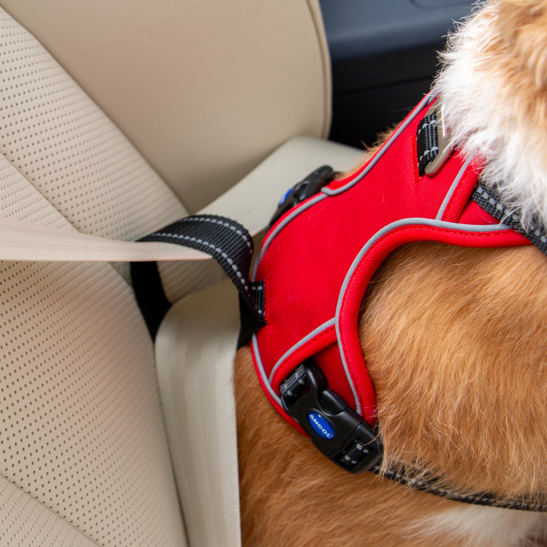 Viva Exercise & Travel Harness Blue (4 sizes)