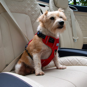 Viva Exercise & Travel Harness Red (4 sizes)