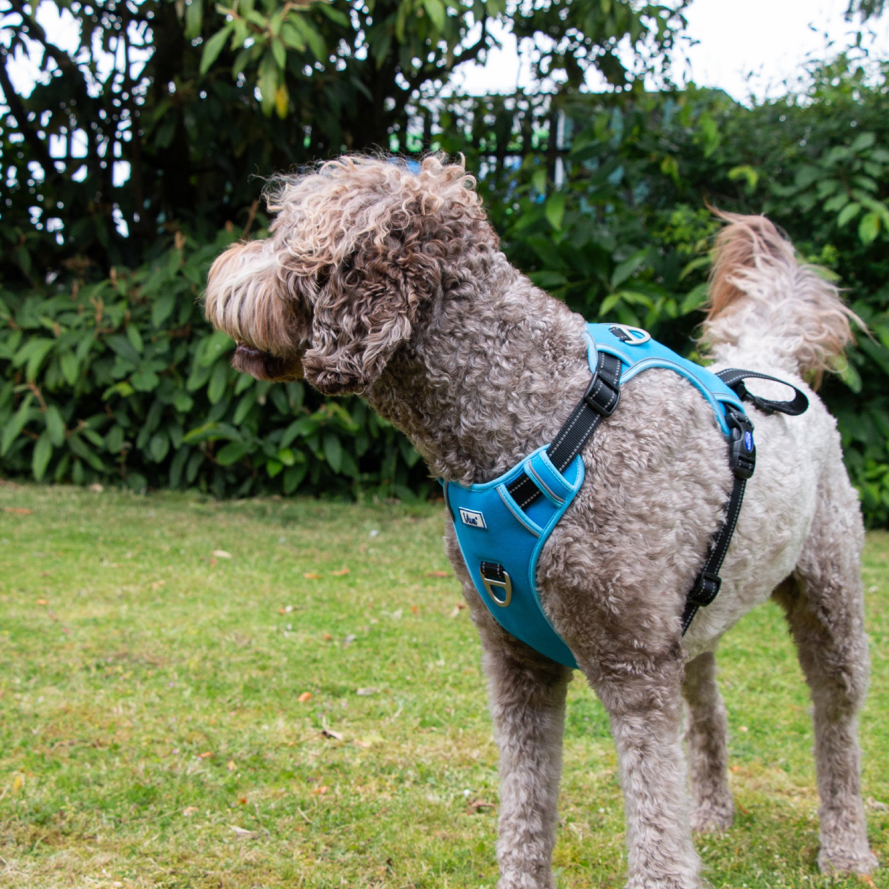 Viva Exercise & Travel Harness Blue (4 sizes)