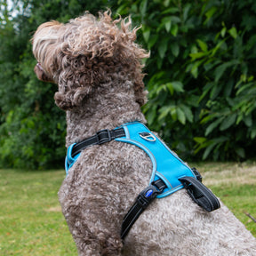 Viva Exercise & Travel Harness Blue (4 sizes)