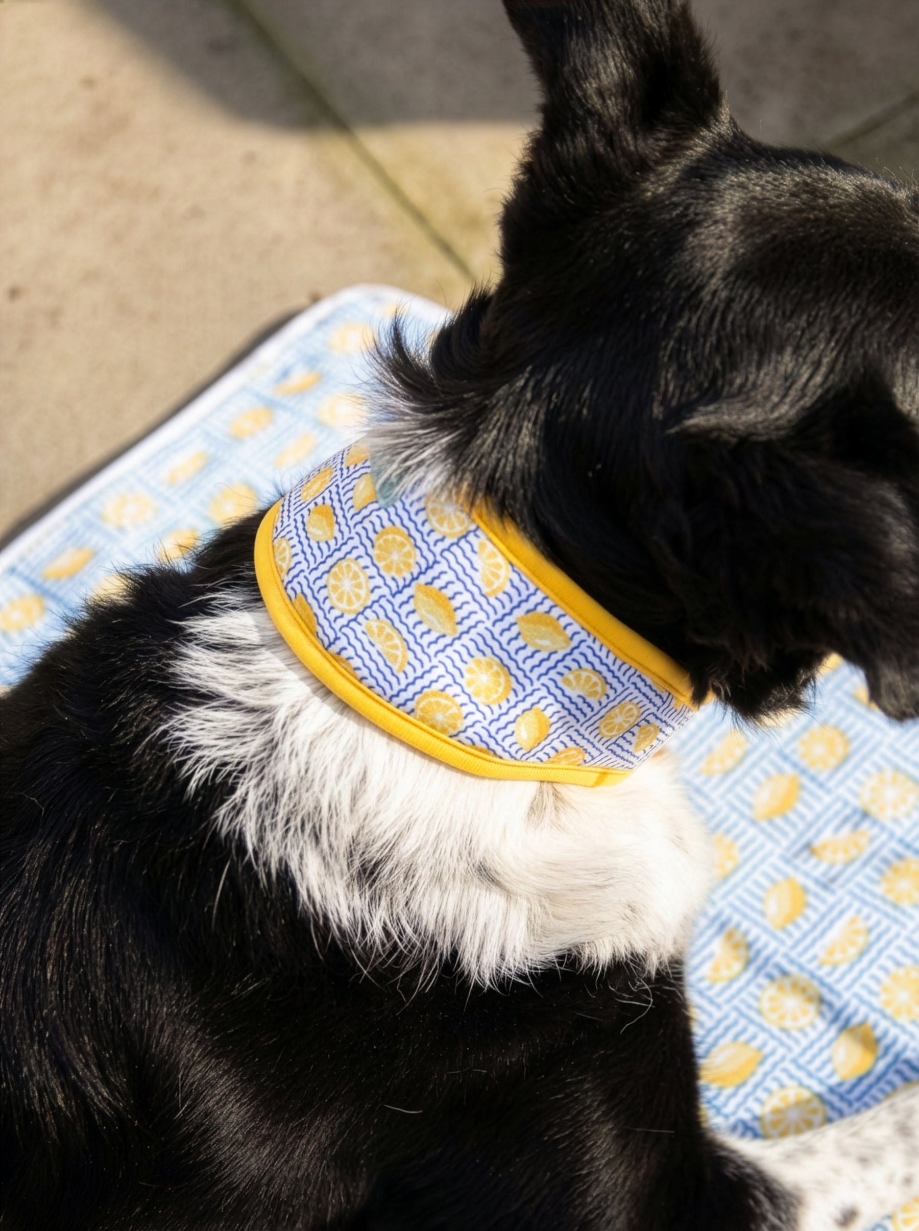Rosewood Lemon Cooling Collar (3 sizes)