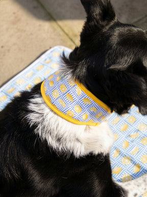 Rosewood Lemon Cooling Collar (3 sizes)