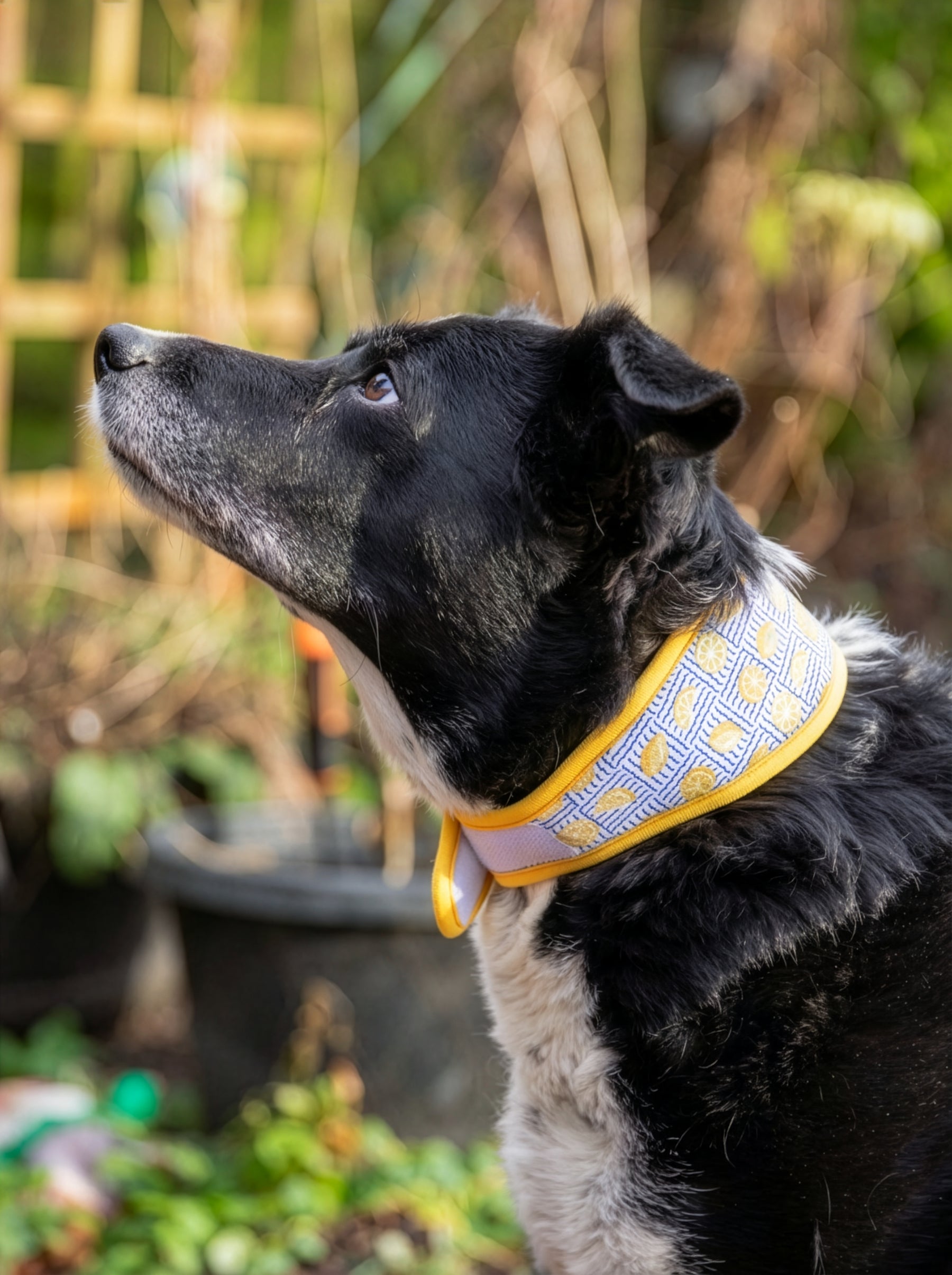 Rosewood Lemon Cooling Collar (3 sizes)