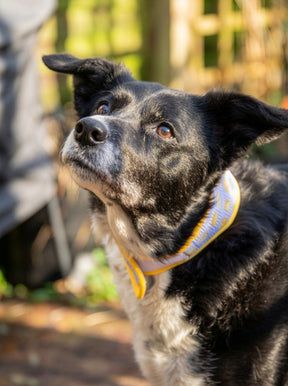 Rosewood Lemon Cooling Collar (3 sizes)