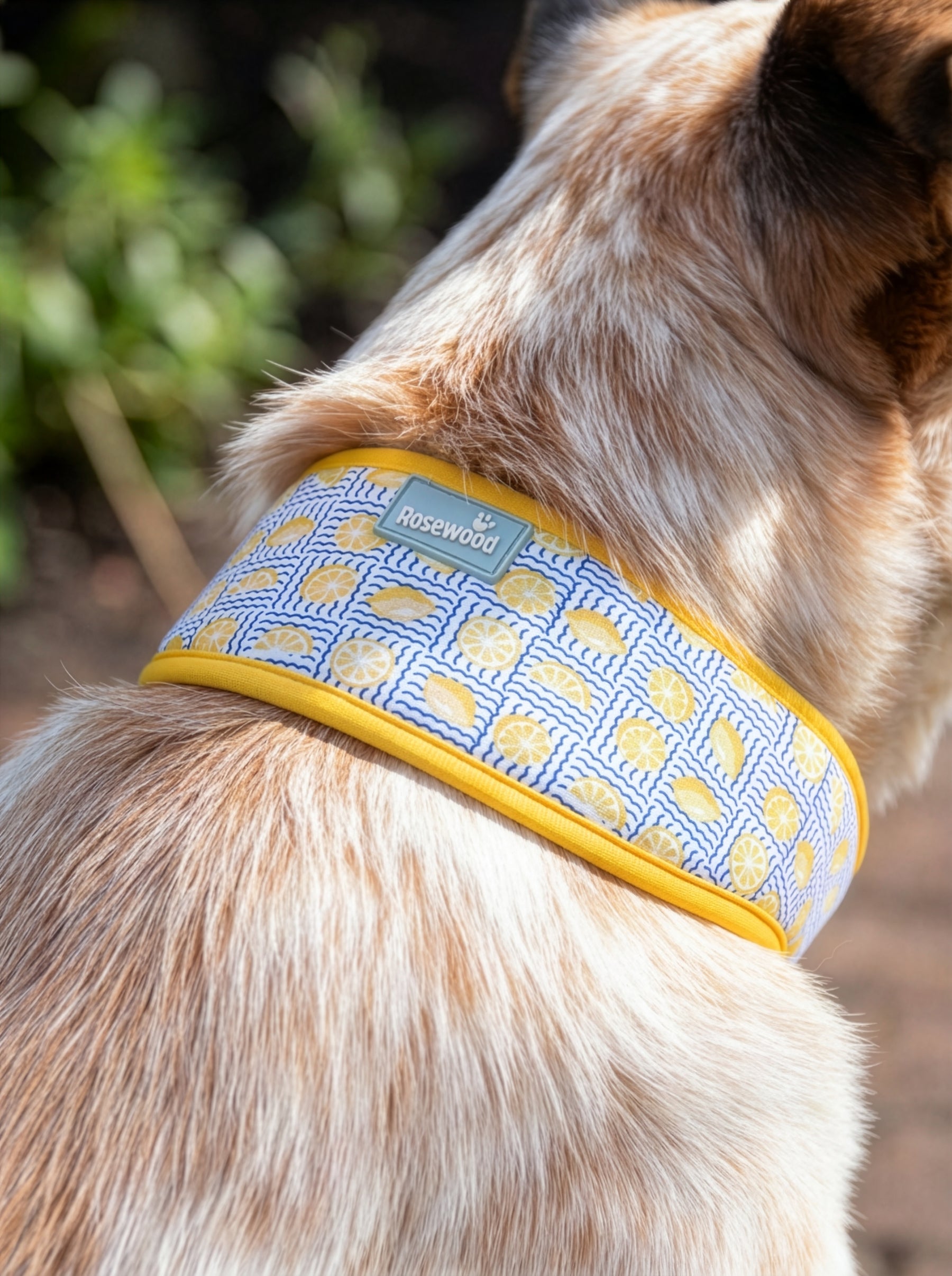 Rosewood Lemon Cooling Collar (3 sizes)