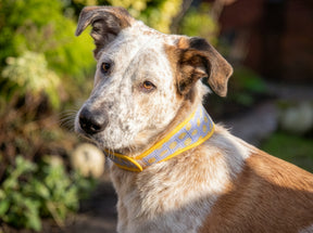 Rosewood Lemon Cooling Collar (3 sizes)