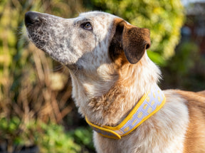 Rosewood Lemon Cooling Collar (3 sizes)