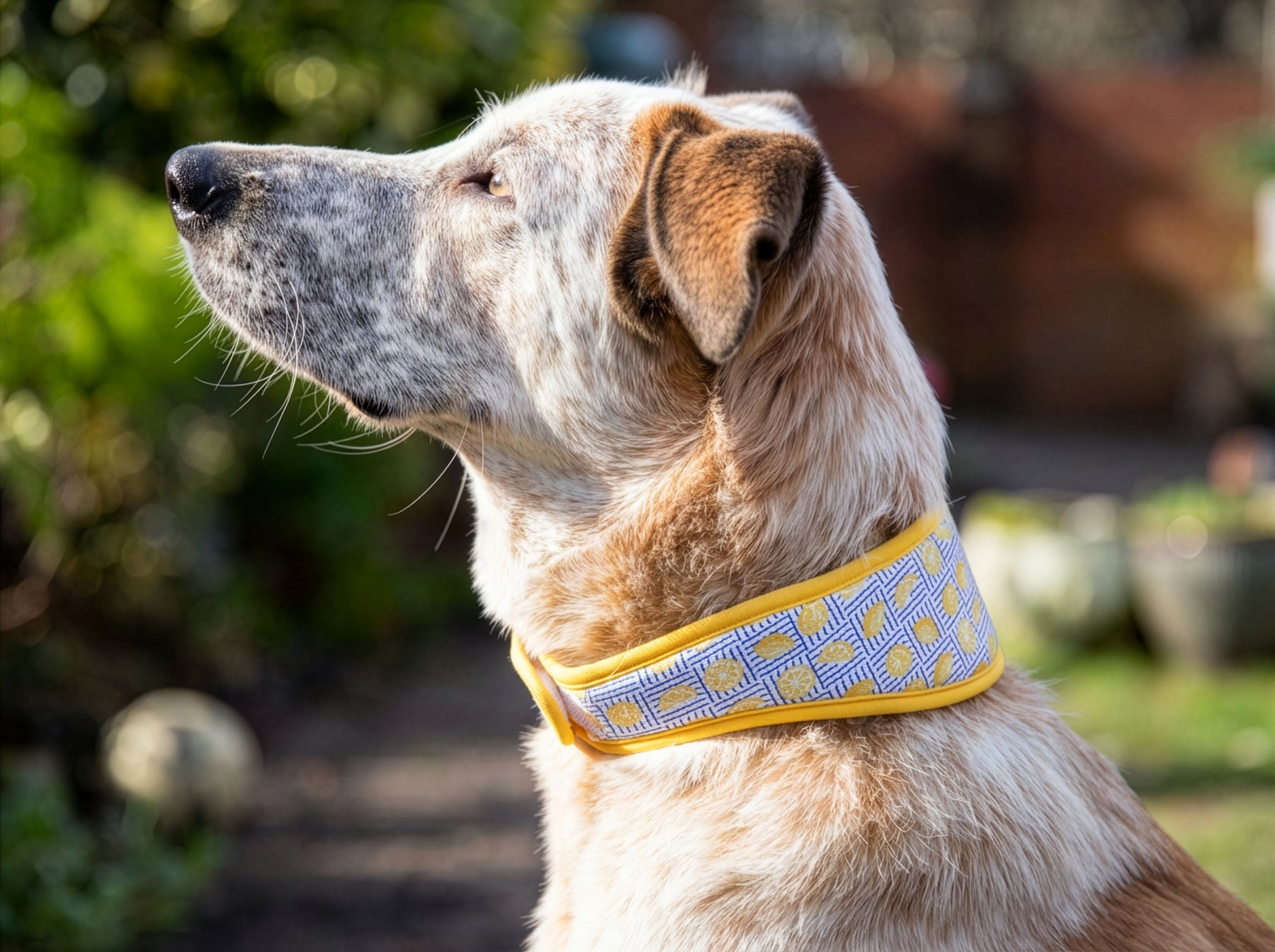 Rosewood Lemon Cooling Collar (3 sizes)