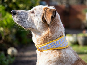 Rosewood Lemon Cooling Collar (3 sizes)