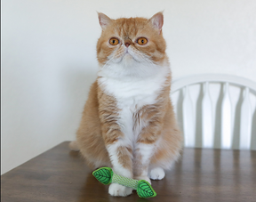 Nina Ottosson Catstages Fresh Breath Mint Stick Cat Toy