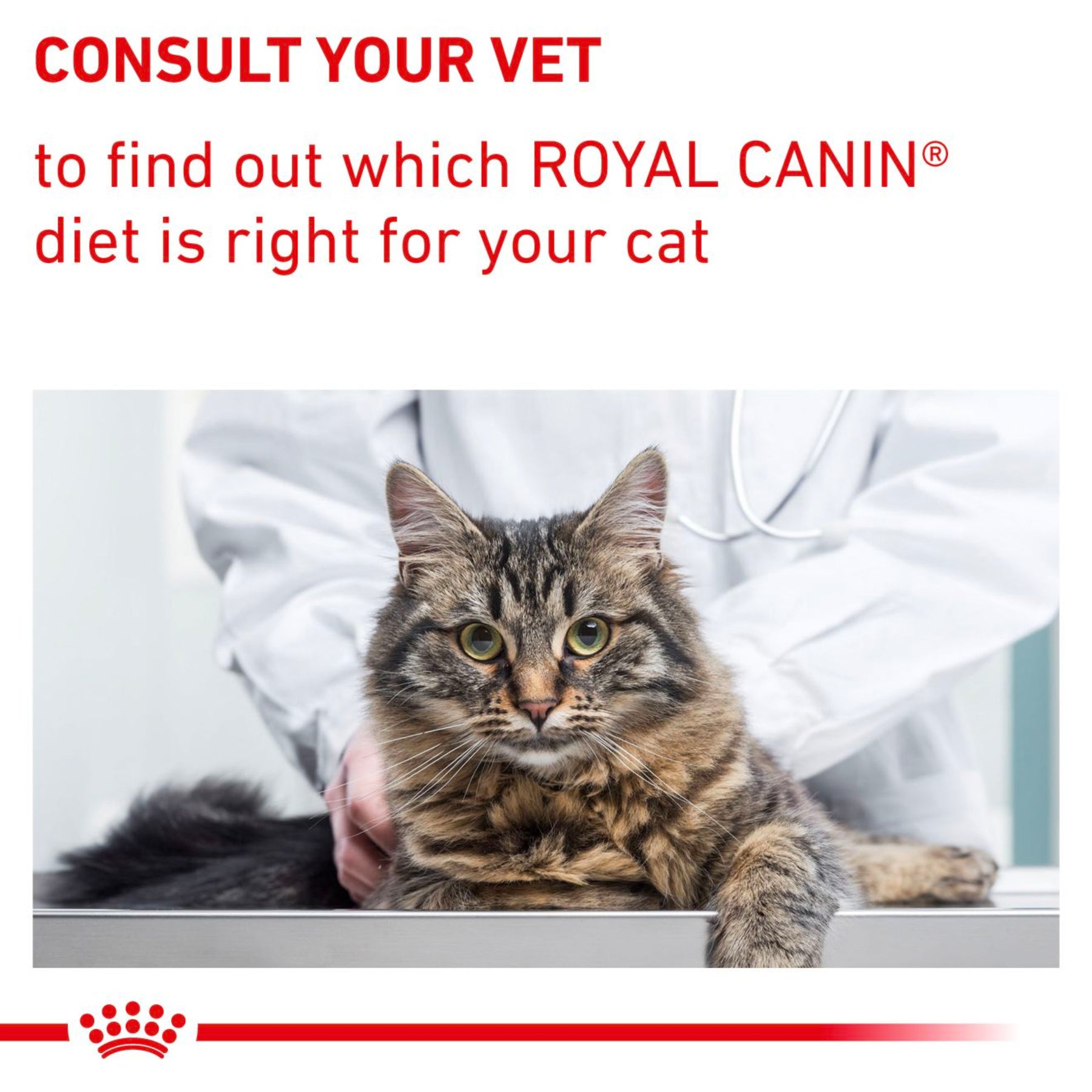 ROYAL CANIN® Adult Dry Cat Food 8kg