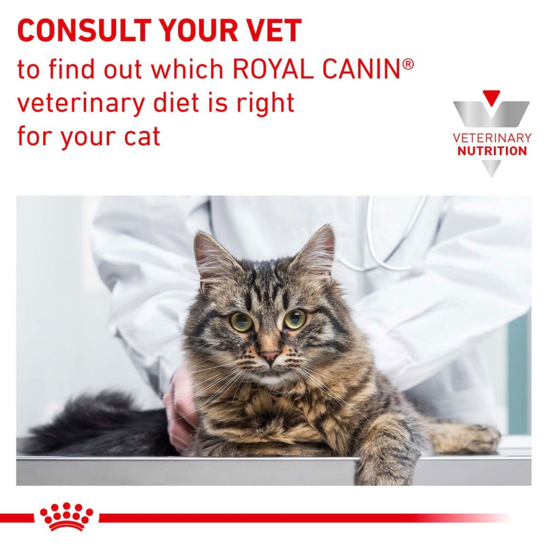 ROYAL CANIN Early Renal Adult Dry Cat Food