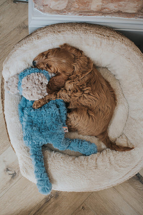 My Dog Monkey Dog Toy