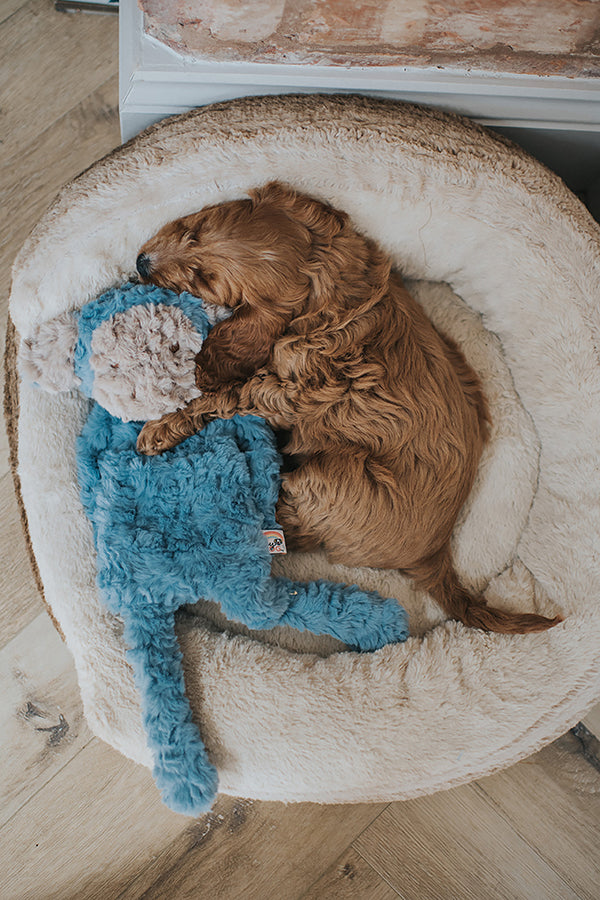 My Dog Monkey Dog Toy