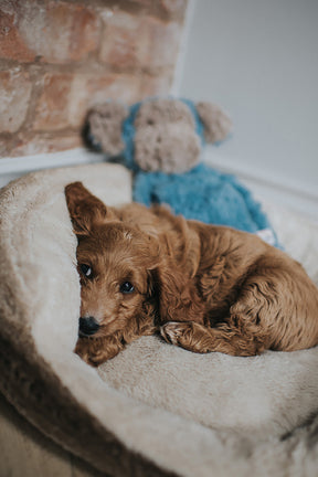 My Dog Monkey Dog Toy