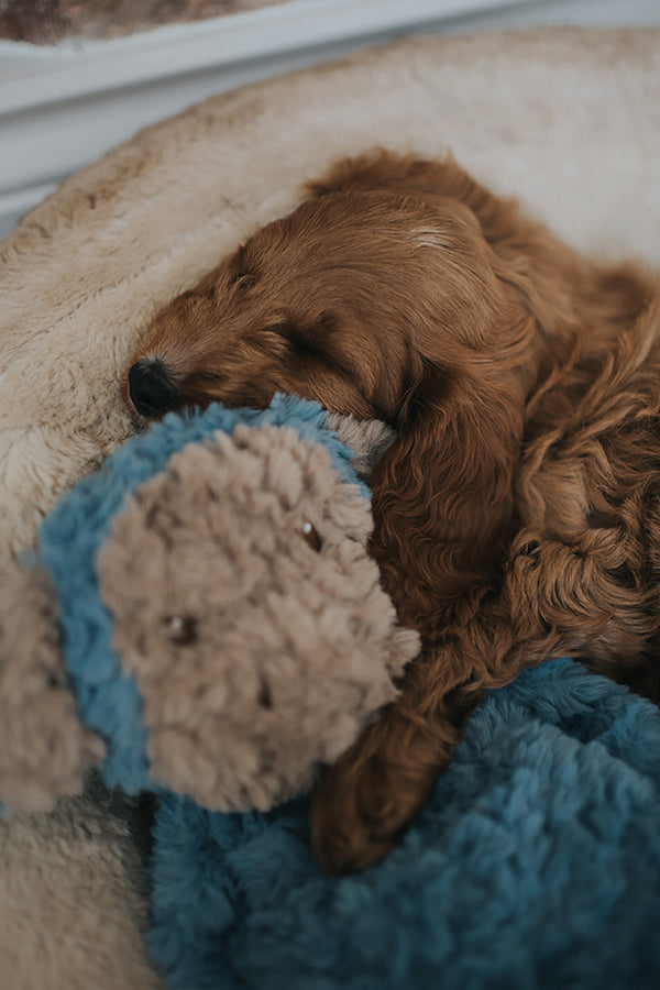 My Dog Monkey Dog Toy