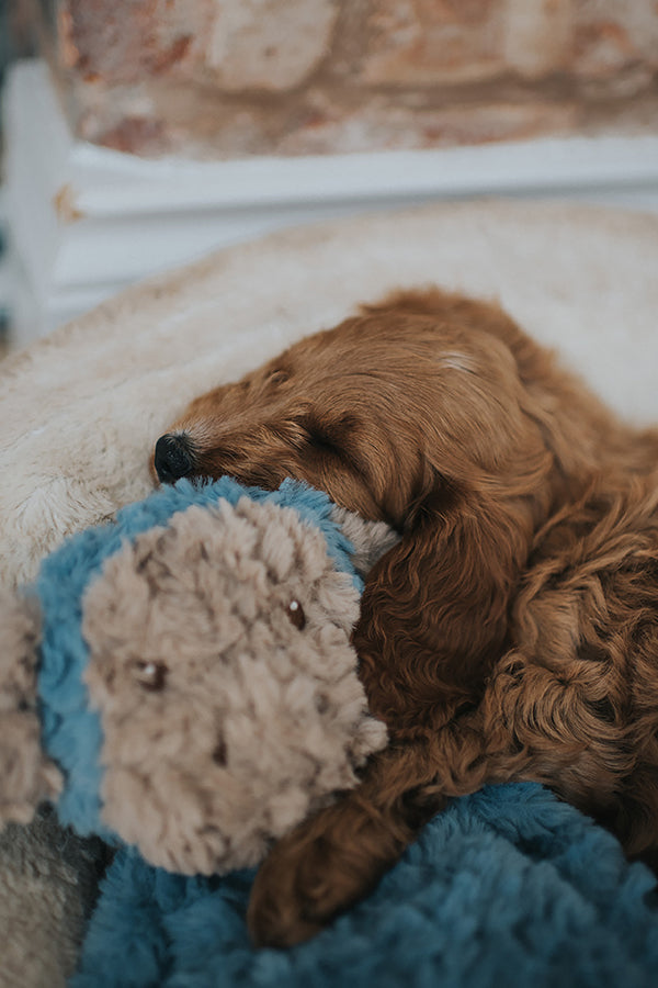 My Dog Monkey Dog Toy