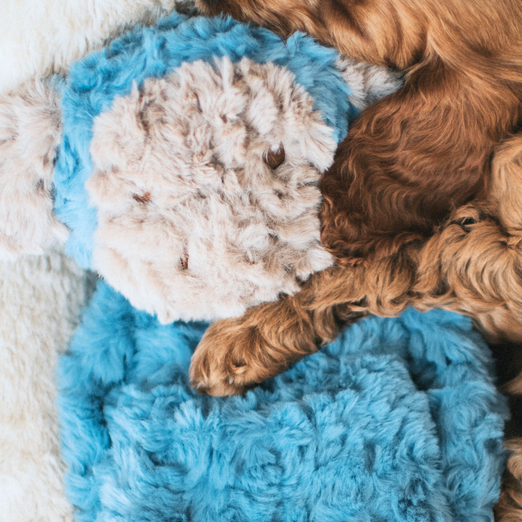 My Dog Monkey Dog Toy