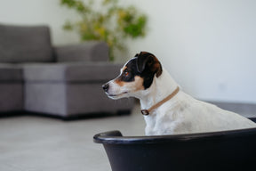 Zenidog Calming Collar (2 sizes)