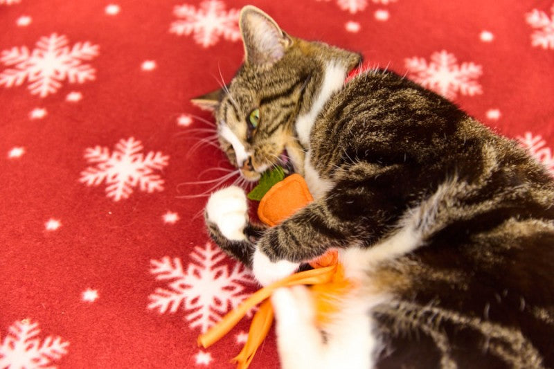Petface Foodie Faces Felt Carrot Christmas Cat Teaser Toy