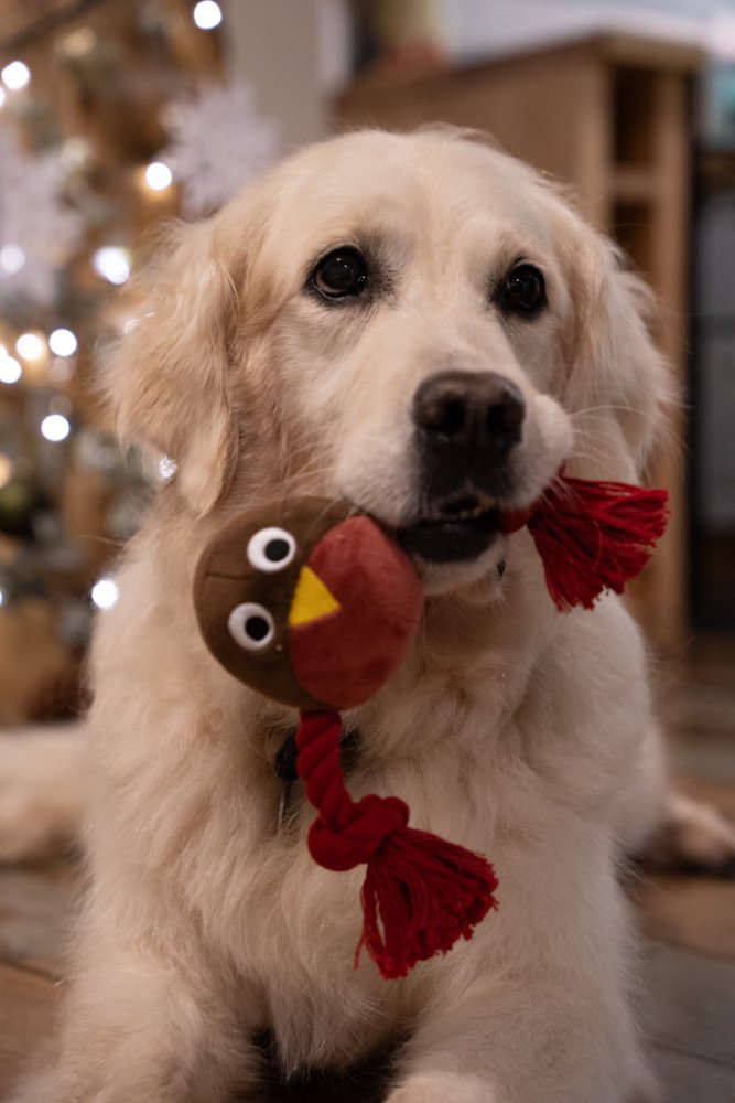 Petface Ryan Robin with Rope Plush Dog Toy
