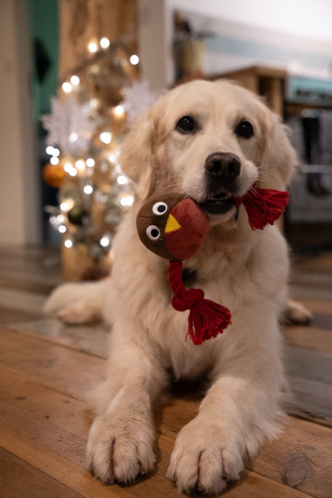 Petface Ryan Robin with Rope Plush Dog Toy