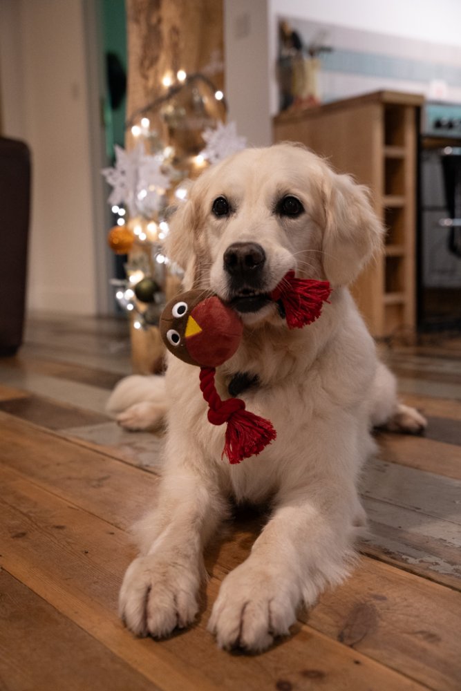 Petface Ryan Robin with Rope Plush Dog Toy