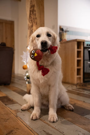 Petface Ryan Robin with Rope Plush Dog Toy