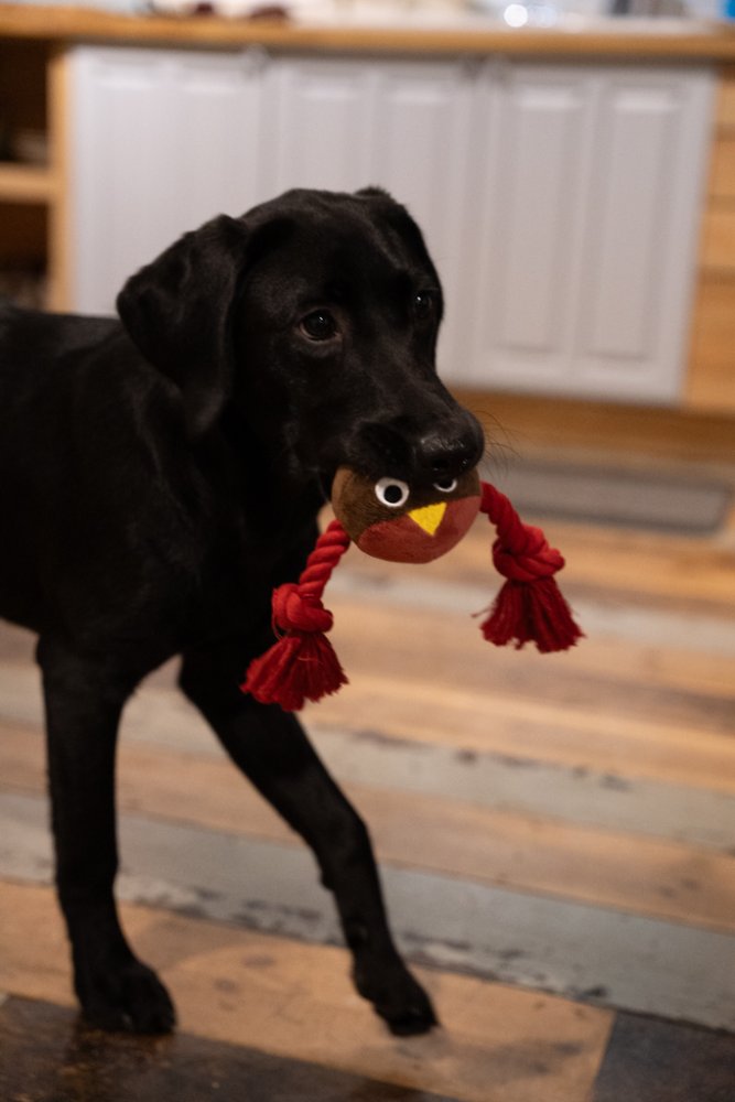 Petface Ryan Robin with Rope Plush Dog Toy