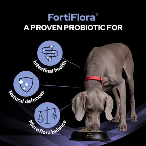 Purina EN Gastrointestinal Bundle with Fortiflora