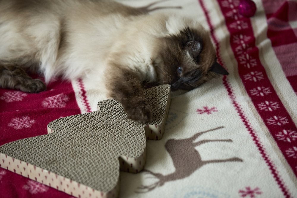 Petface Tree Cardboard Cat Scratcher