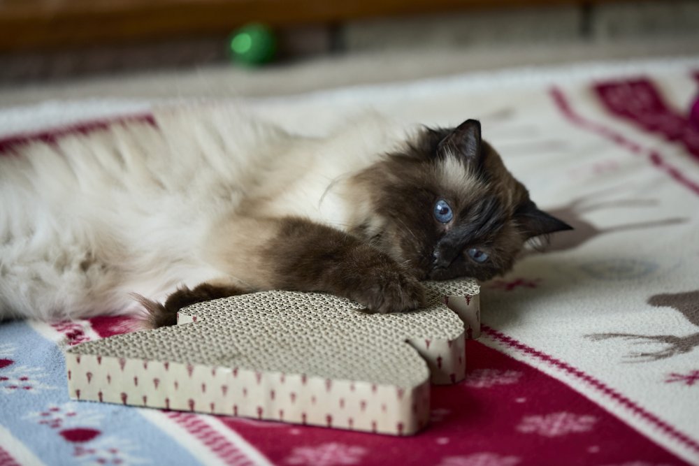 Petface Tree Cardboard Cat Scratcher