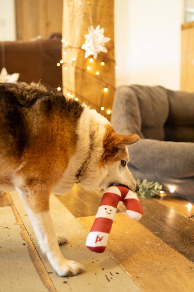 Petface Candy The Cane Plush Dog Toy