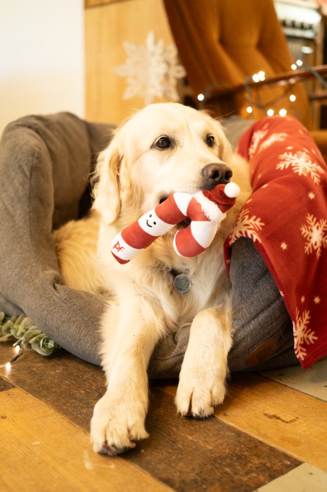 Petface Candy The Cane Plush Dog Toy