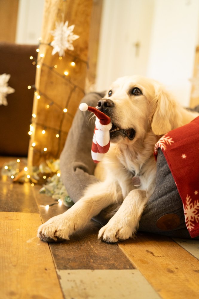Petface Candy The Cane Plush Dog Toy