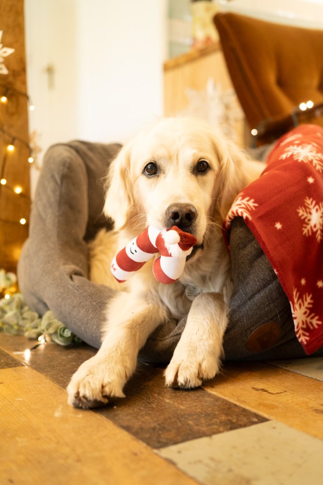 Petface Candy The Cane Plush Dog Toy