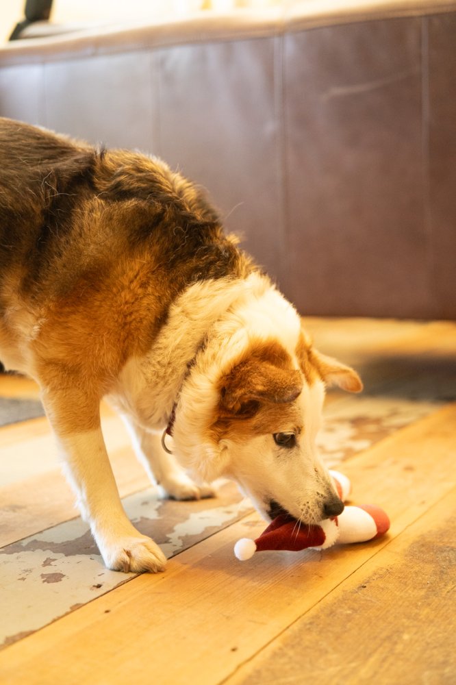 Petface Candy The Cane Plush Dog Toy