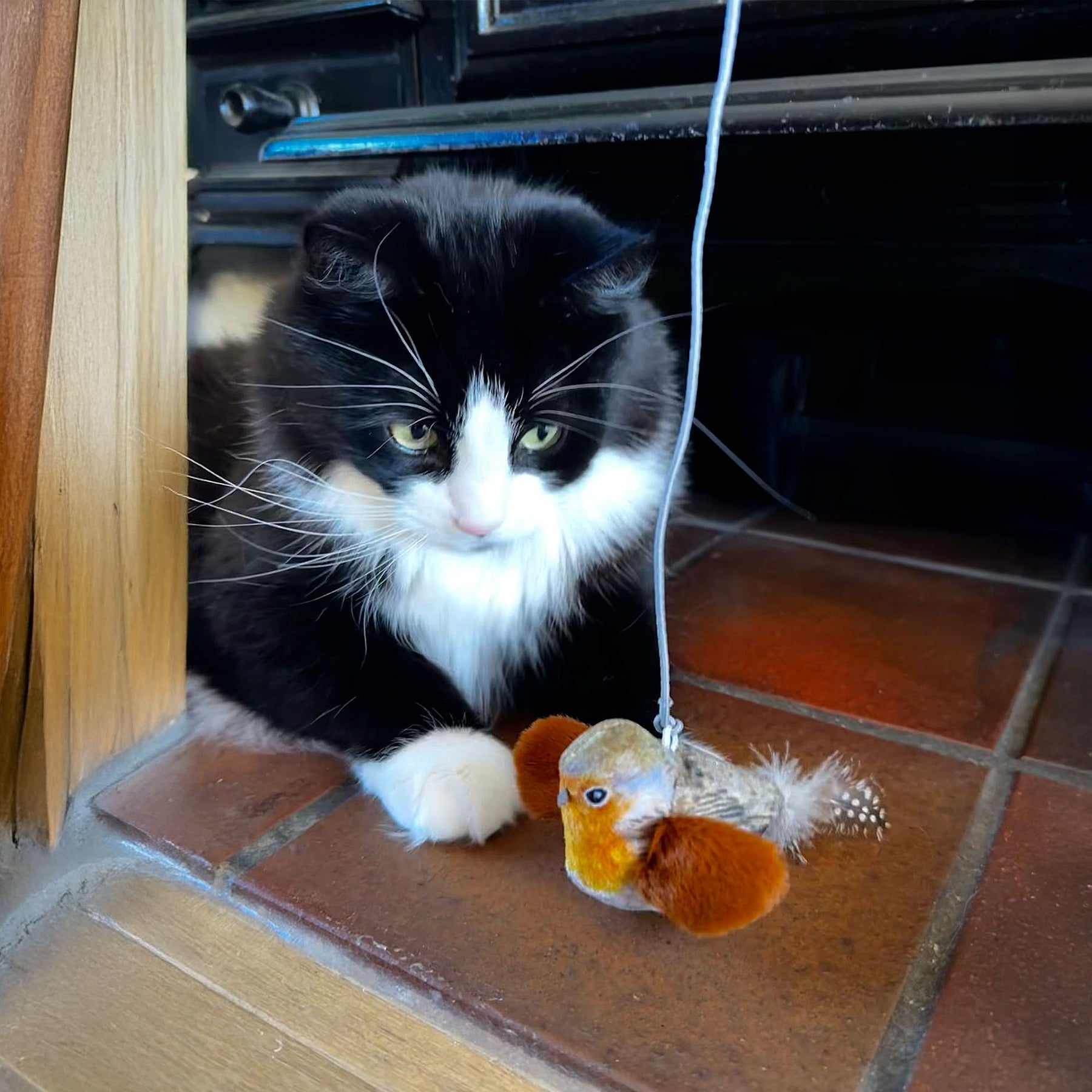 Ancol Chirping Robin Cat Toy