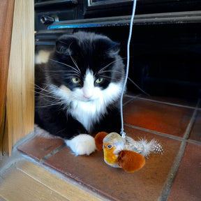 Ancol Chirping Robin Cat Toy