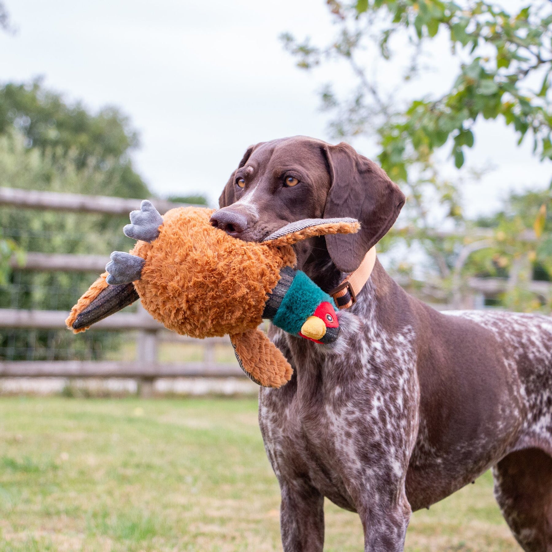 Ancol Heritage Phoebe Pheasant Dog Toy