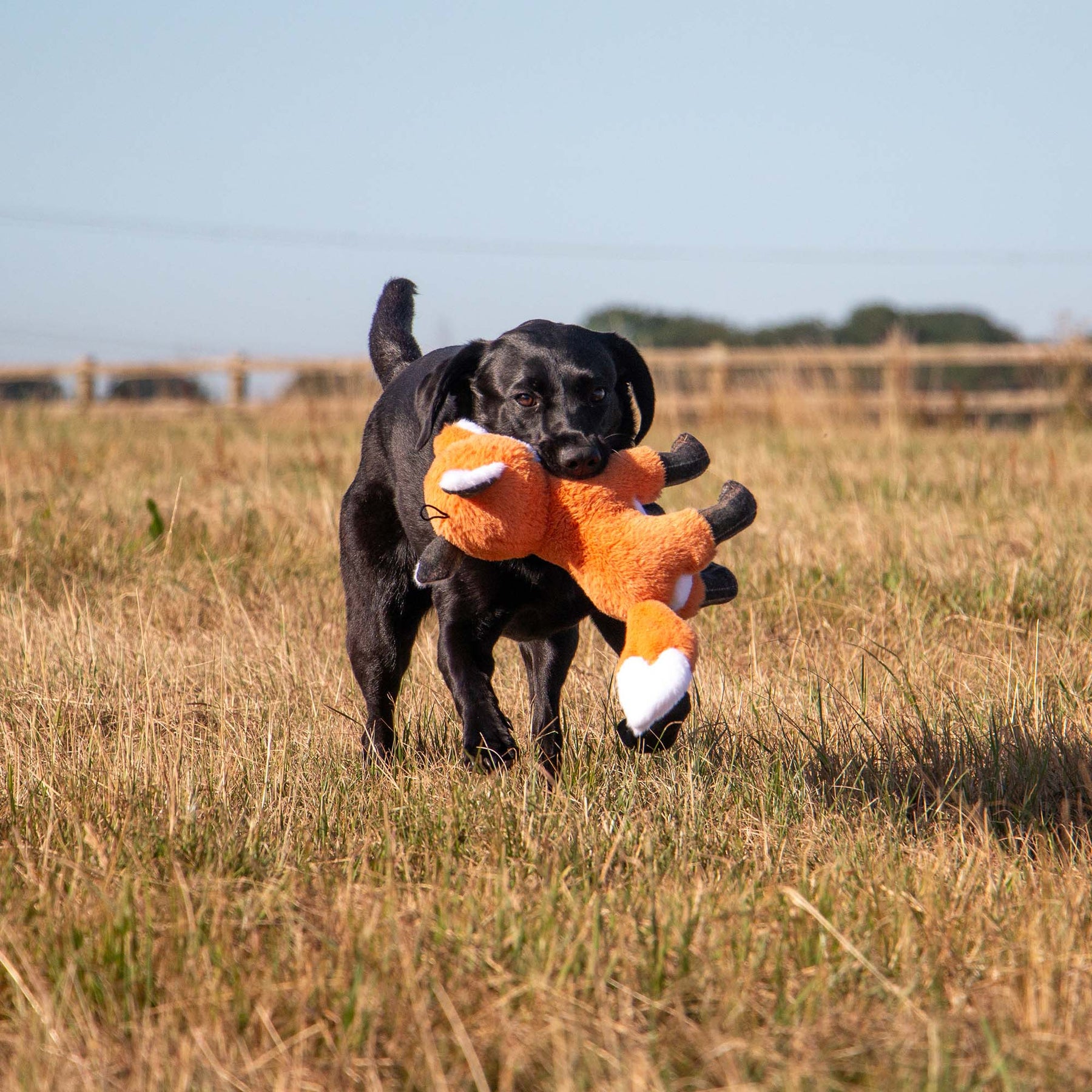 Ancol Heritage Felicity Fox Dog Toy