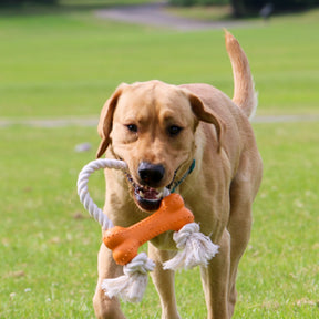 Made From Rice Bone Dog Toy