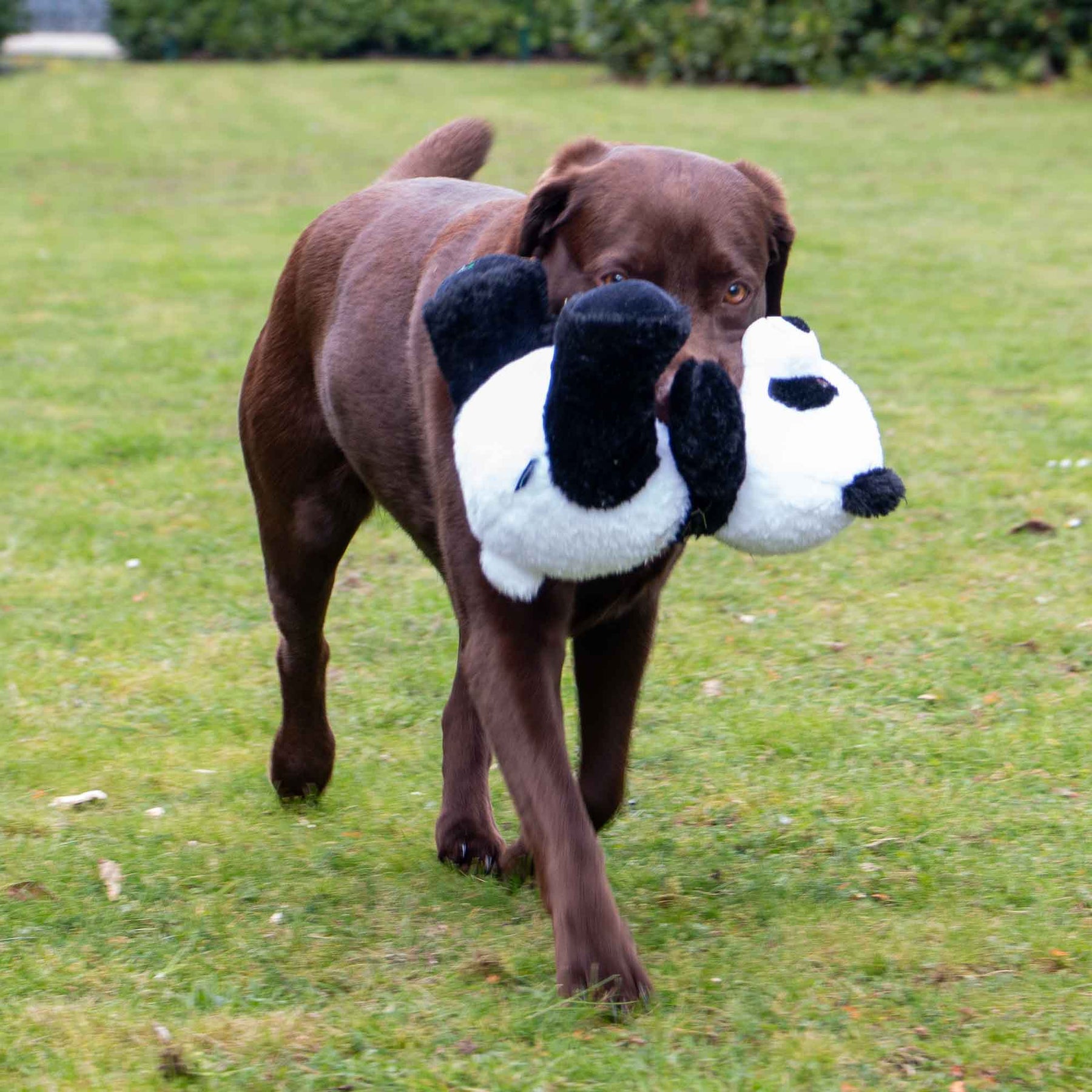 Made From Patrick Panda Dog Toy