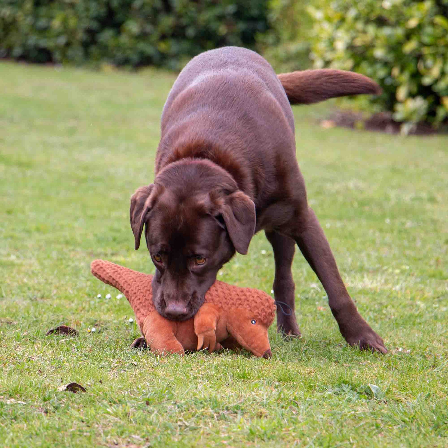 Made From Peter Pangolin Dog Toy